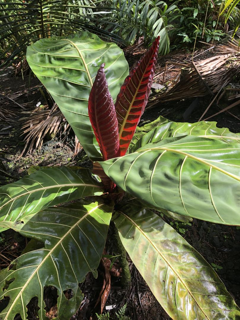 What to do with a Pentagonia? Other than stare awestruck? - TROPICAL  LOOKING PLANTS - Other Than Palms - PalmTalk