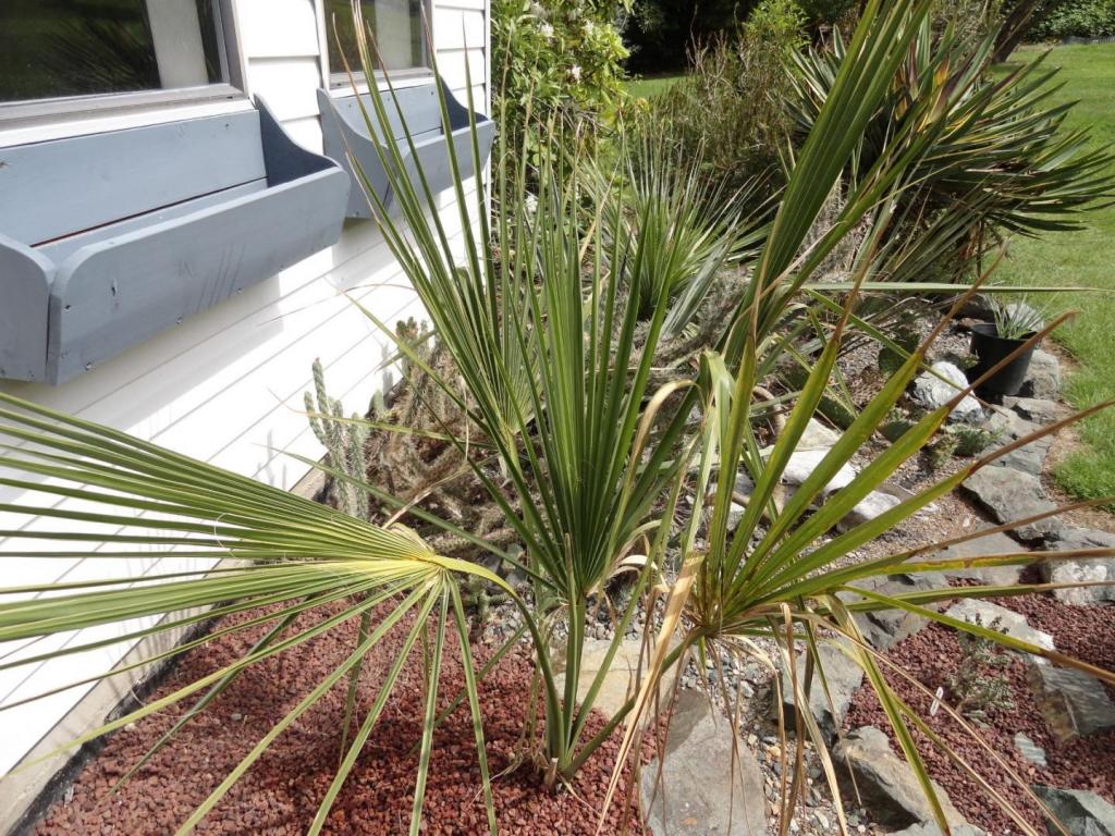 S Palmetto 1.JPG