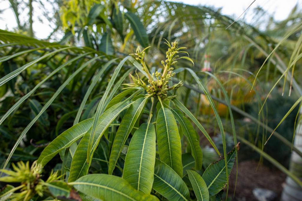 Forum: Blooming Mango Trees