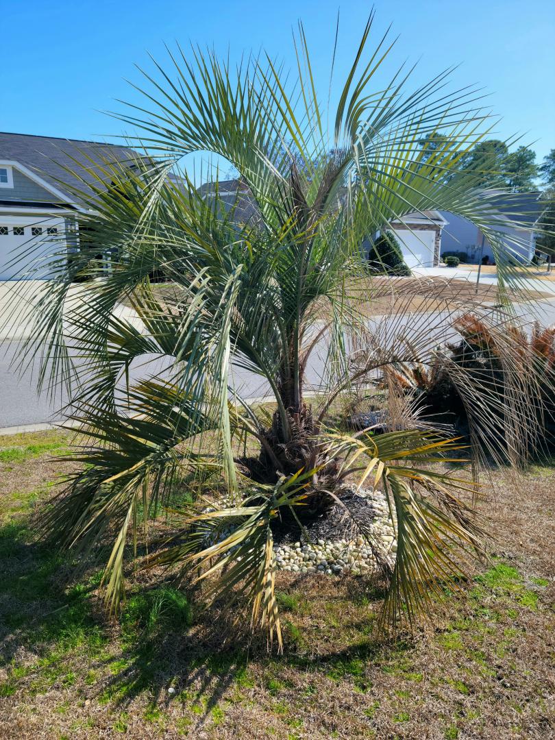 Odd Pindo Problem Cold Hardy Palms Palmtalk