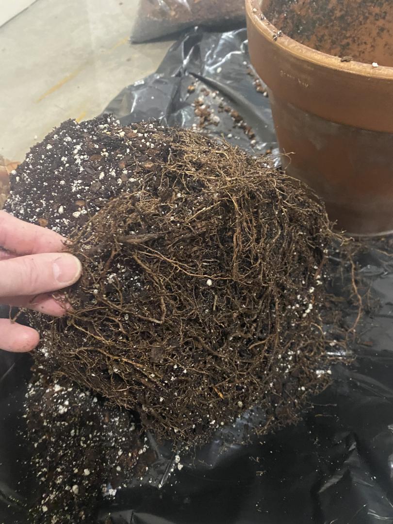 Frond collapse - PALMS IN POTS - PalmTalk