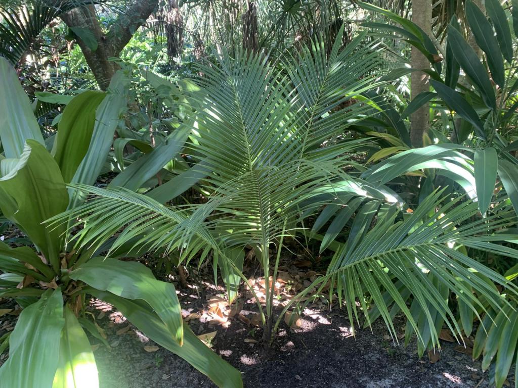 Coconut under canopy.jpg