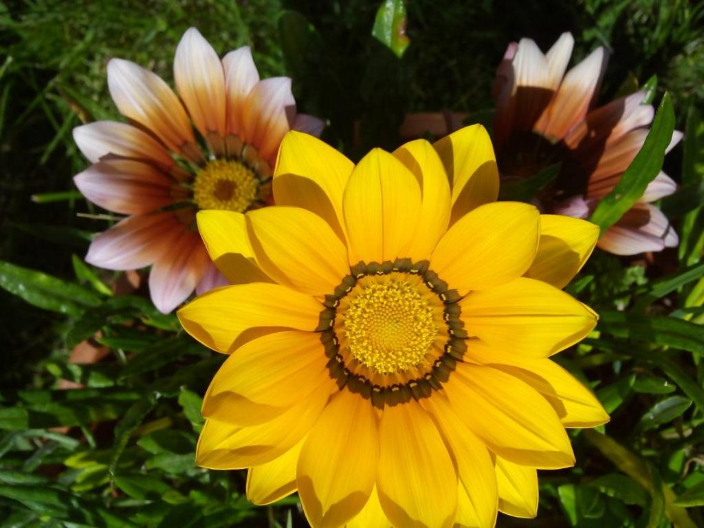 gazania.thumb.jpg.8eb99c4bd26bd5269be5faab21ed0cc7.jpg