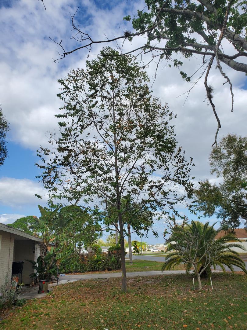 Rainbow Eucalyptus Deglupta - Mindanao Gum for sale South Florida 🌳