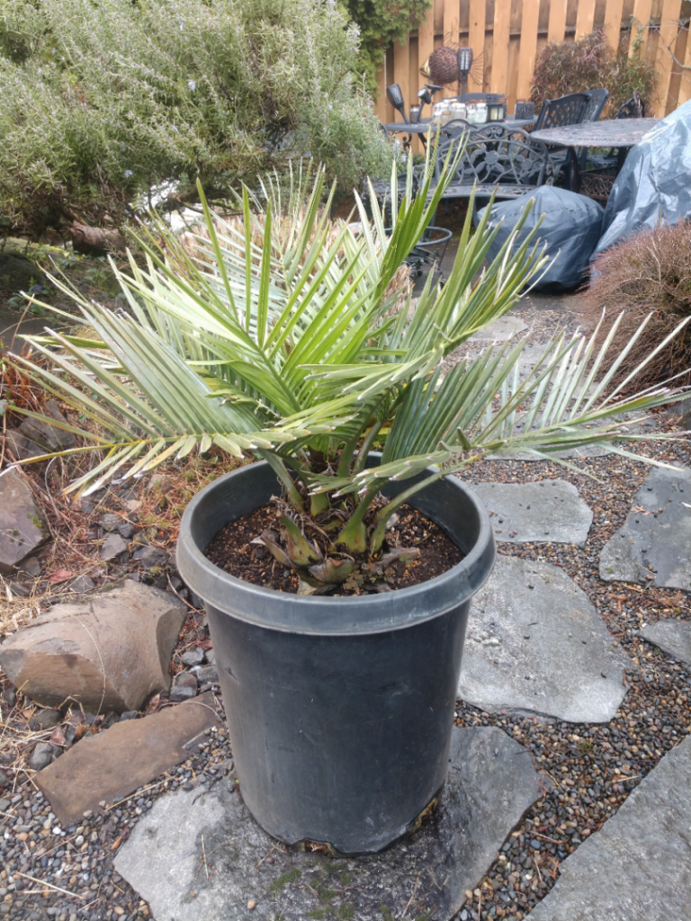 Jubaea chilensis 15 gal.jpg