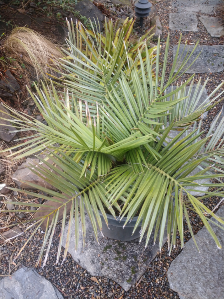 Jubaea chilensis closeup.jpg