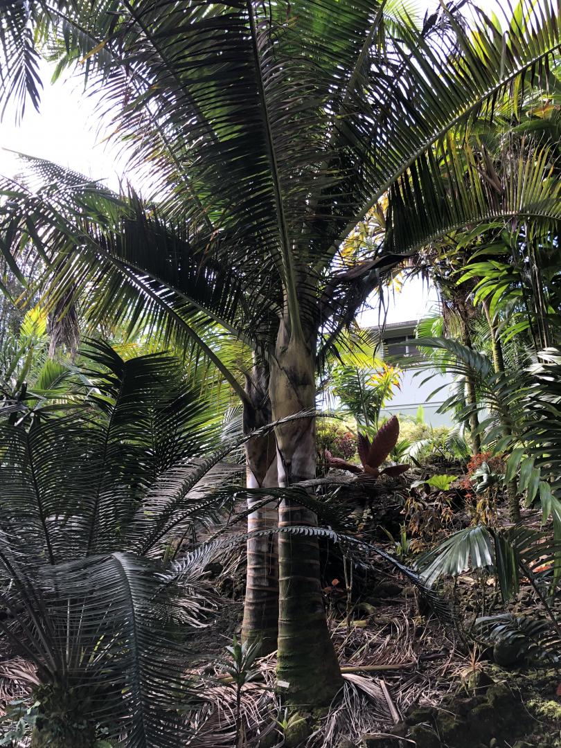 Dypsis Carlsmithii - Discussing Palm Trees Worldwide - Palmtalk