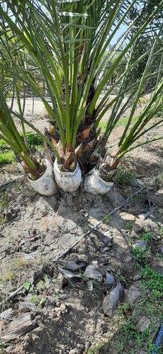 date-palms-offshoots-2600-500x500.jpeg.4e2dc14fbfa953e45409878d26920f94.jpeg