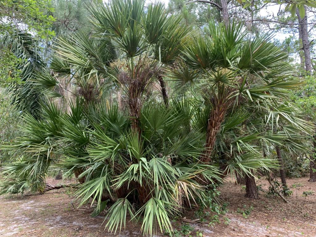 Saw palmetto.jpg