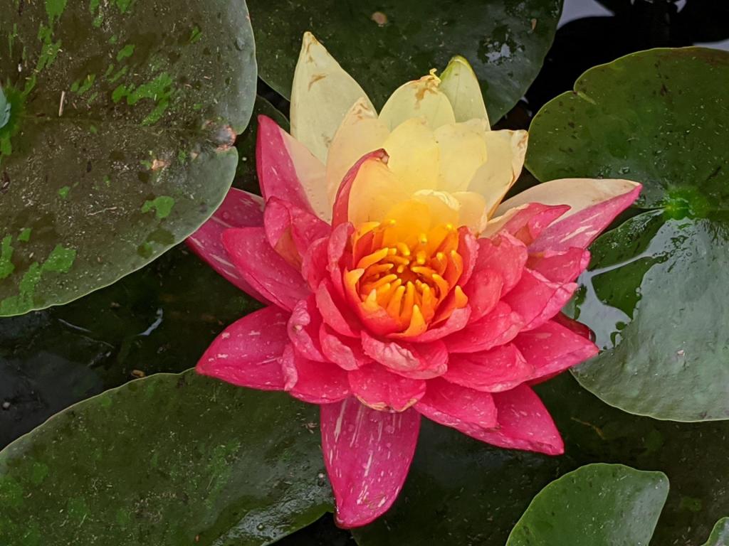 Mixed Water Lily.jpg