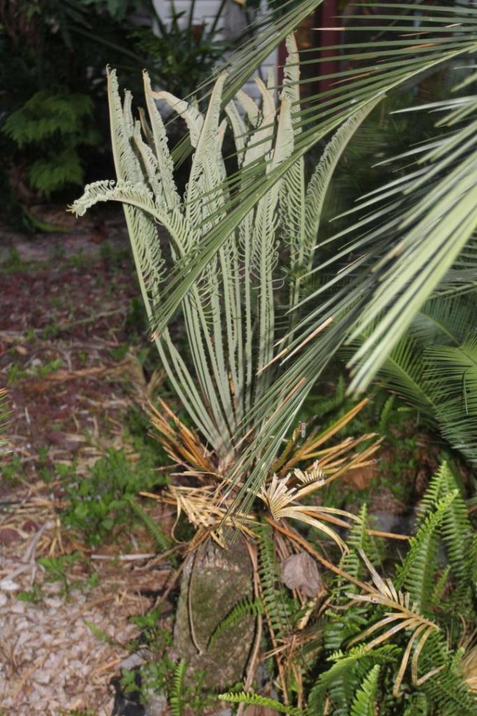 Cycas megacarpa2.jpg