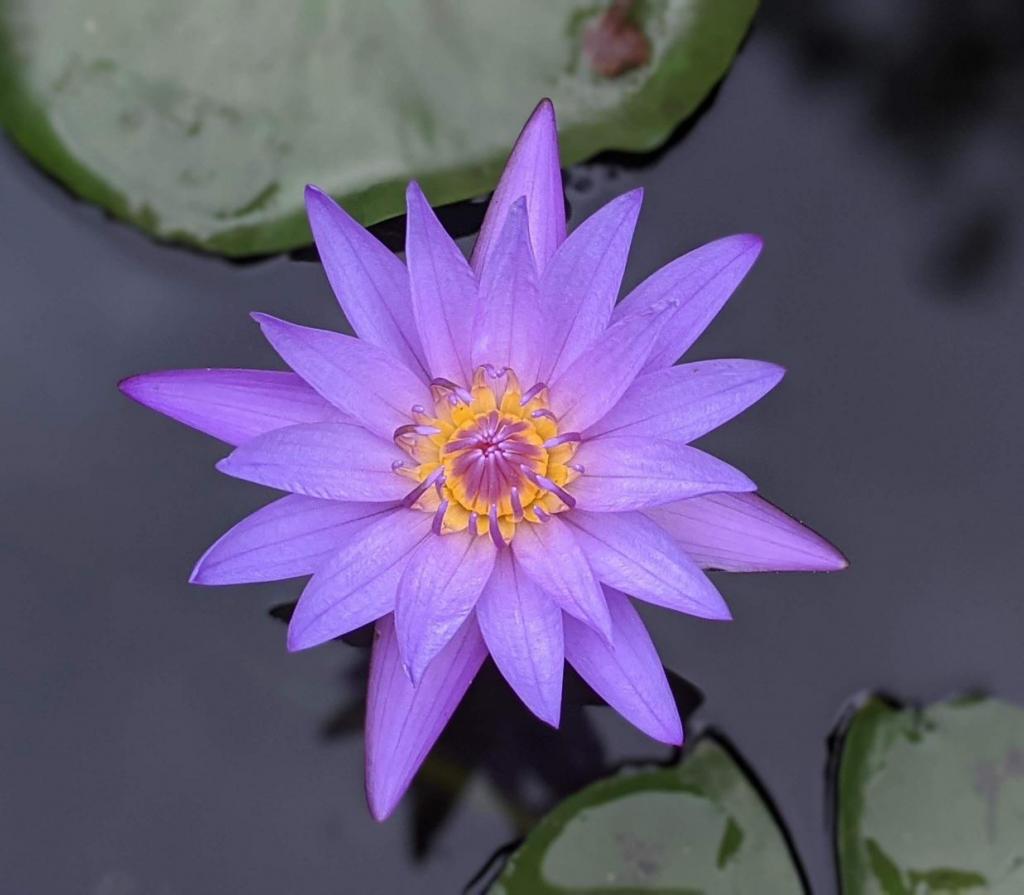 King of Siam - purple water lily.jpg