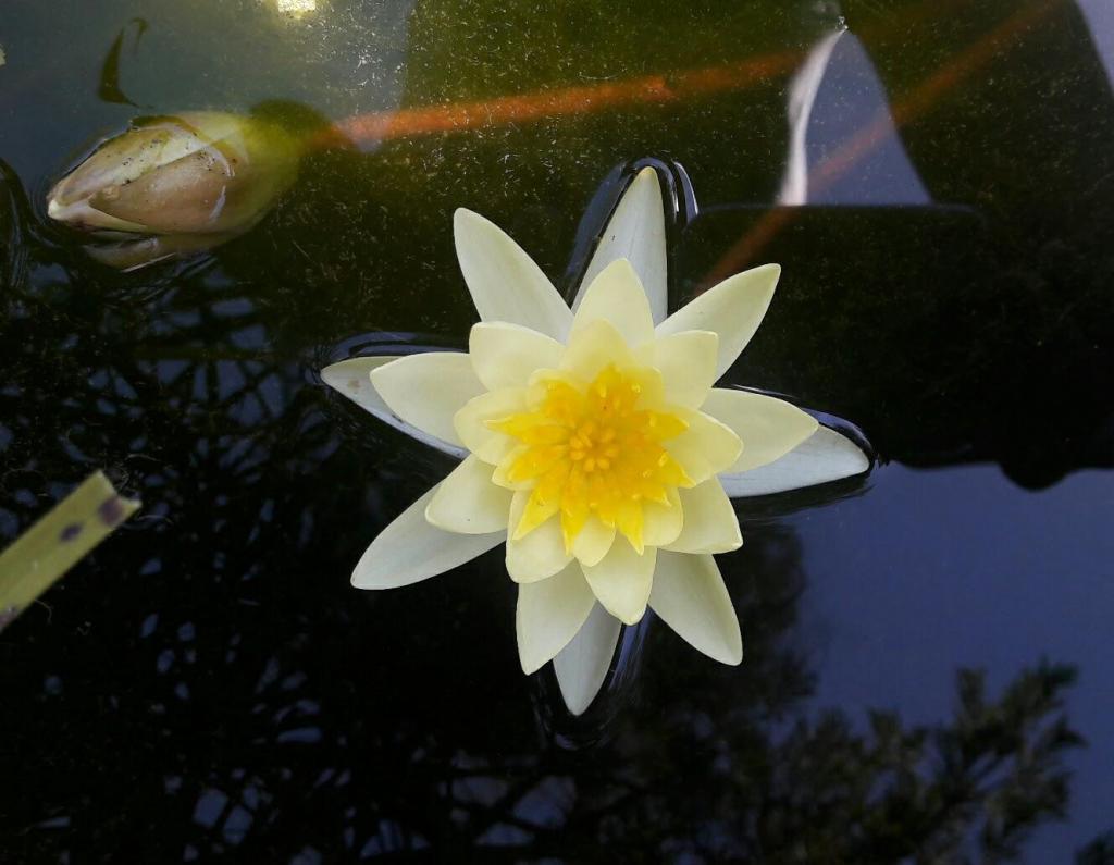 Yellow Water Lily .jpg