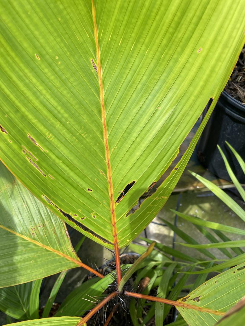 Caterpillars - DISCUSSING PALM TREES WORLDWIDE - PalmTalk