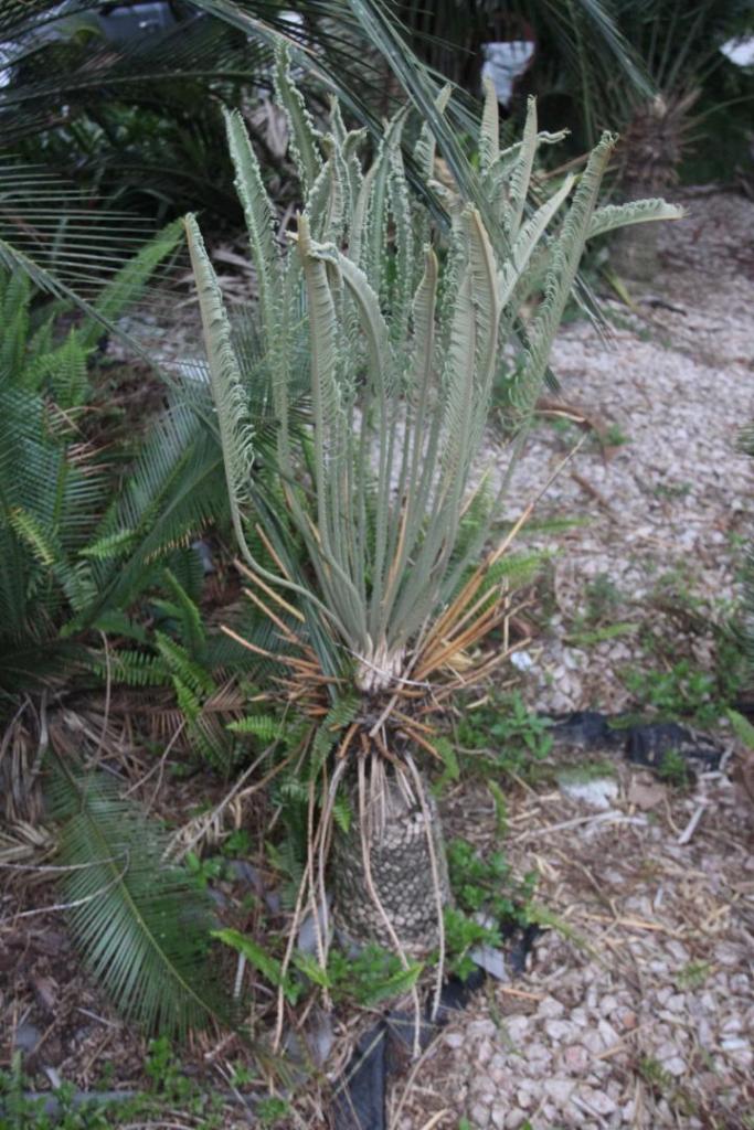 Cycas megacarpa.jpg