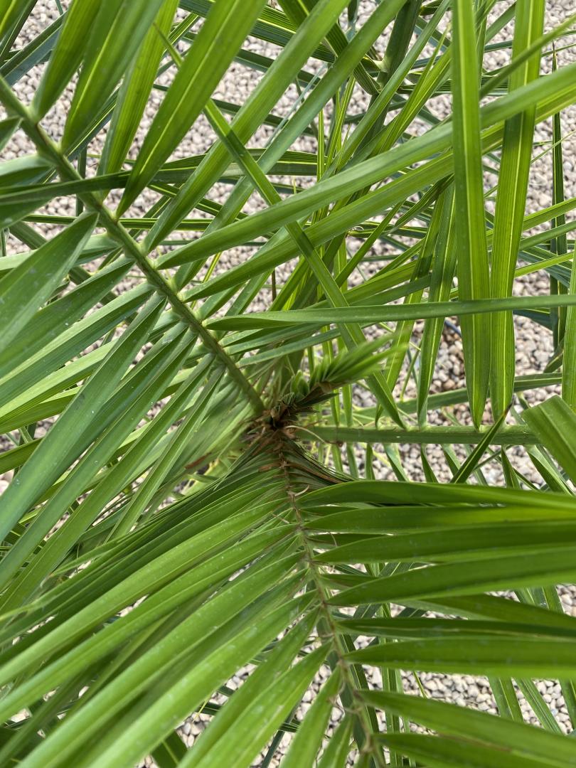 Canary Island Date Palm - Overwatering? - DISCUSSING PALM TREES ...