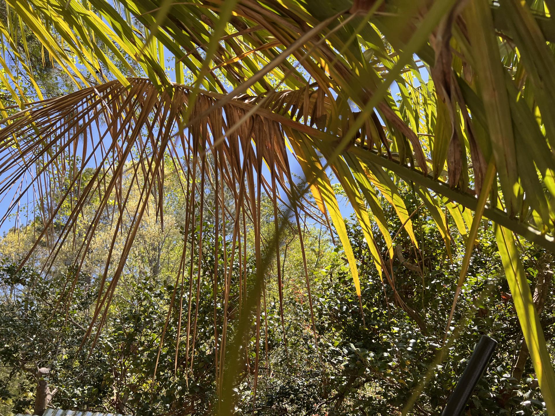 Help needed with mule Palm yellowing. - DISCUSSING PALM TREES WORLDWIDE -  PalmTalk