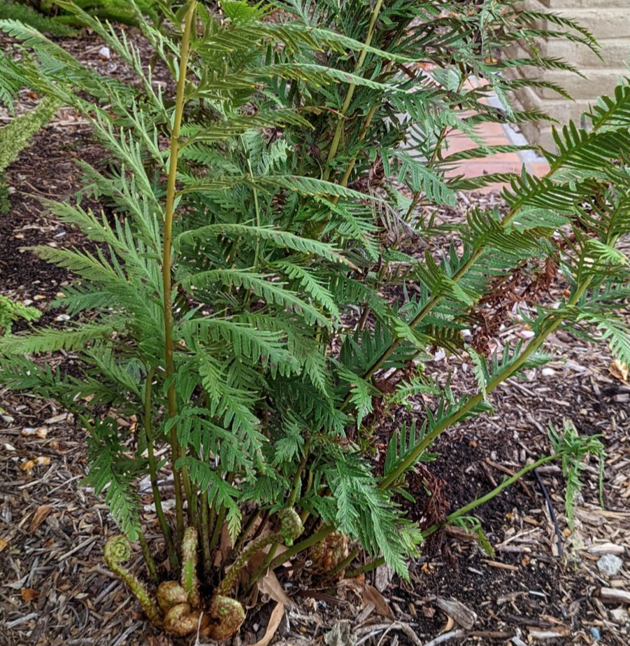 fern species ID - TROPICAL LOOKING PLANTS - Other Than Palms - PalmTalk