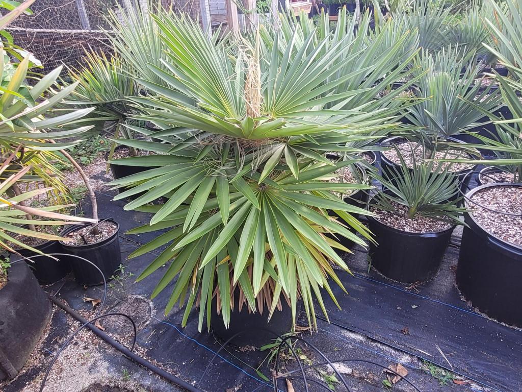 Coccothrinax borhidiana- 15 gallon - For Sale - PalmTalk