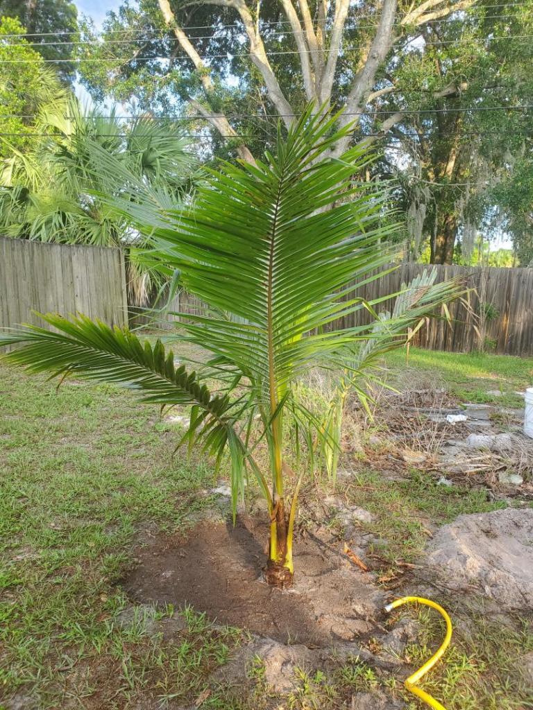 New fiji dwarf coconut palm - DISCUSSING PALM TREES WORLDWIDE - PalmTalk