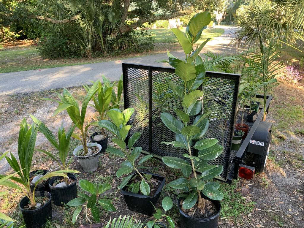 Ficus 5-16-2022.jpg