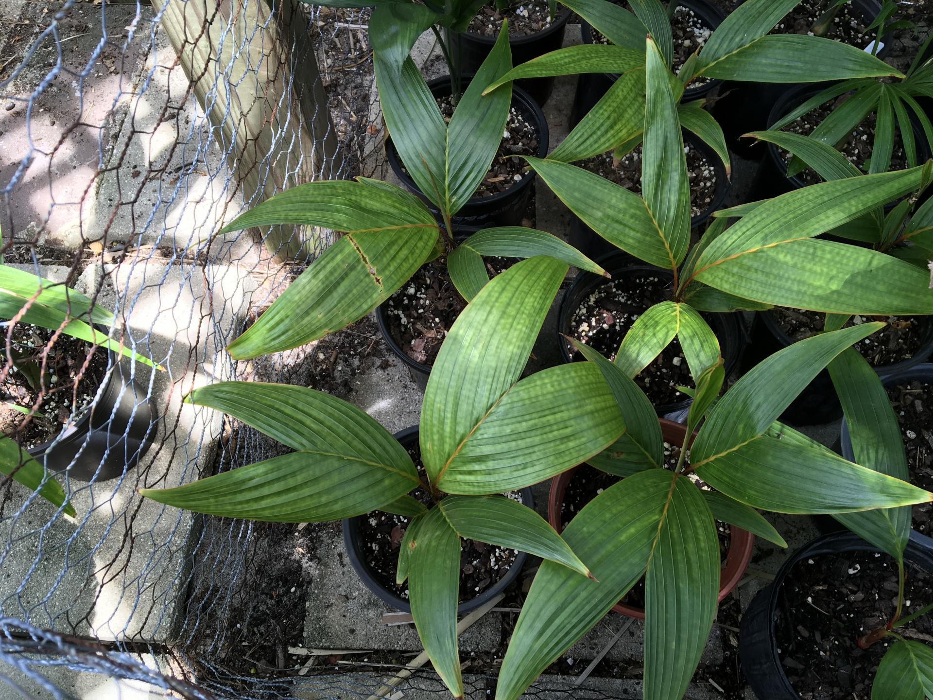 Verschaffeltia splendida SEEDlings - For Sale - PalmTalk