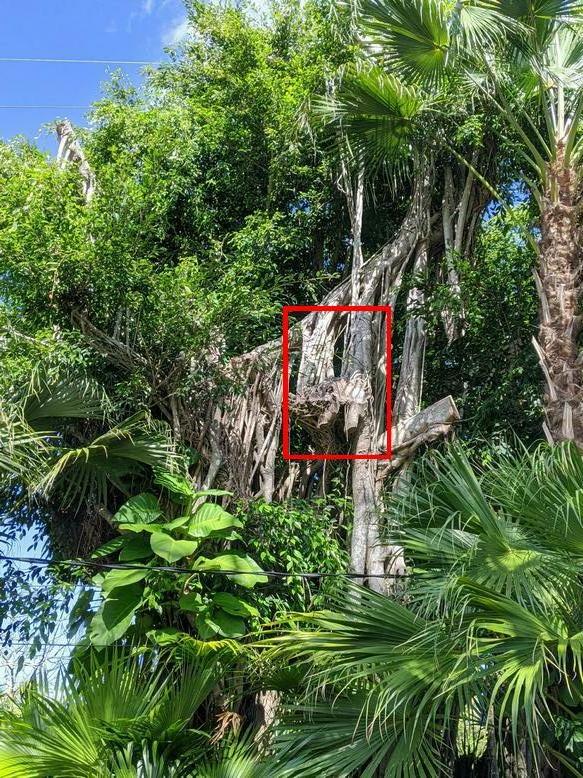 Ficus Stone Landscape Scene with Fishing Pole (ficus compacta)