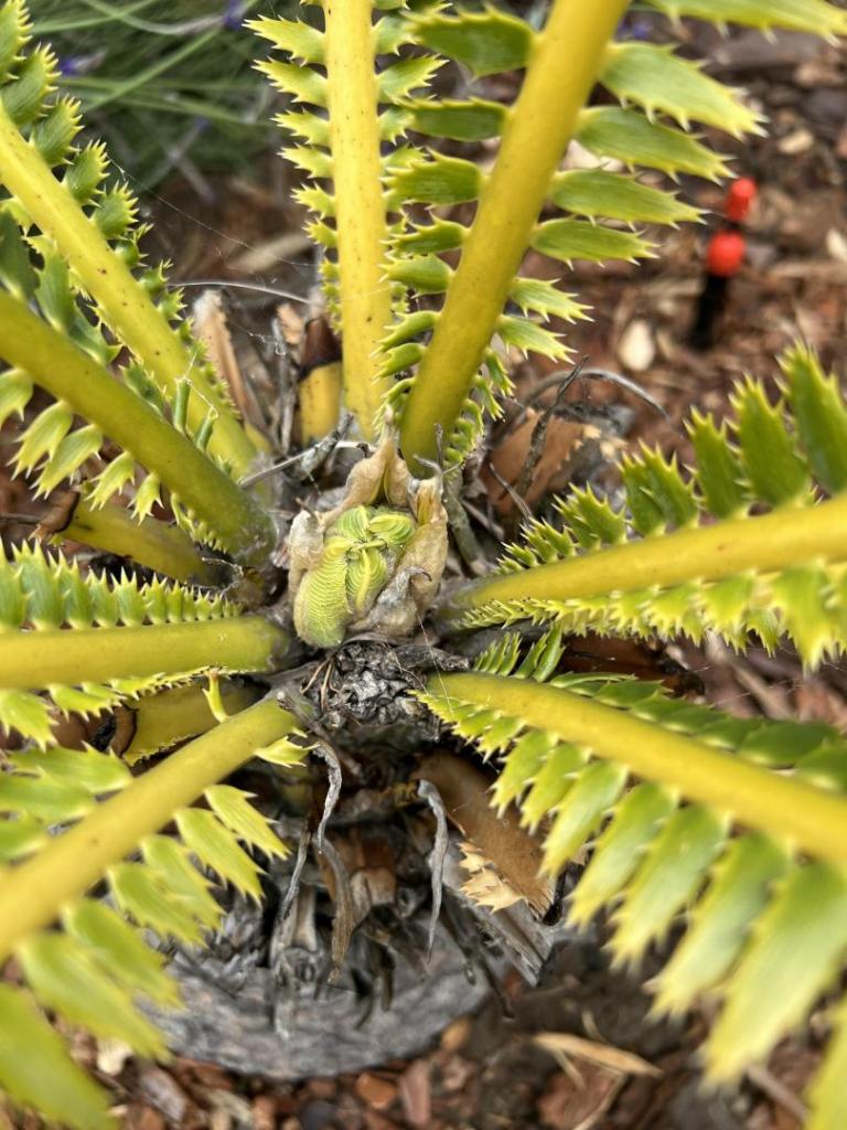 cycad1.jpg