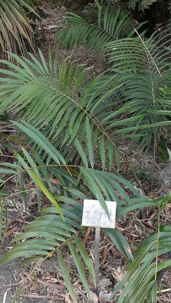 ceratozamia linearis.jpg