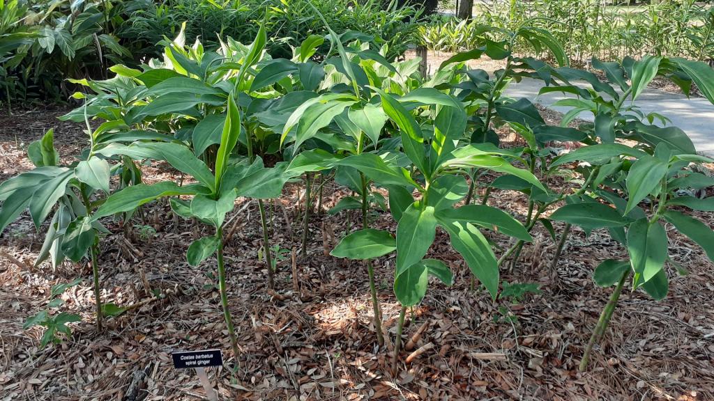 costus barbatus.jpg