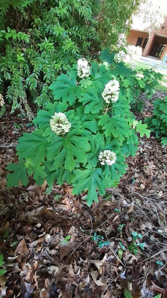 hydrangea quercifolia.jpg