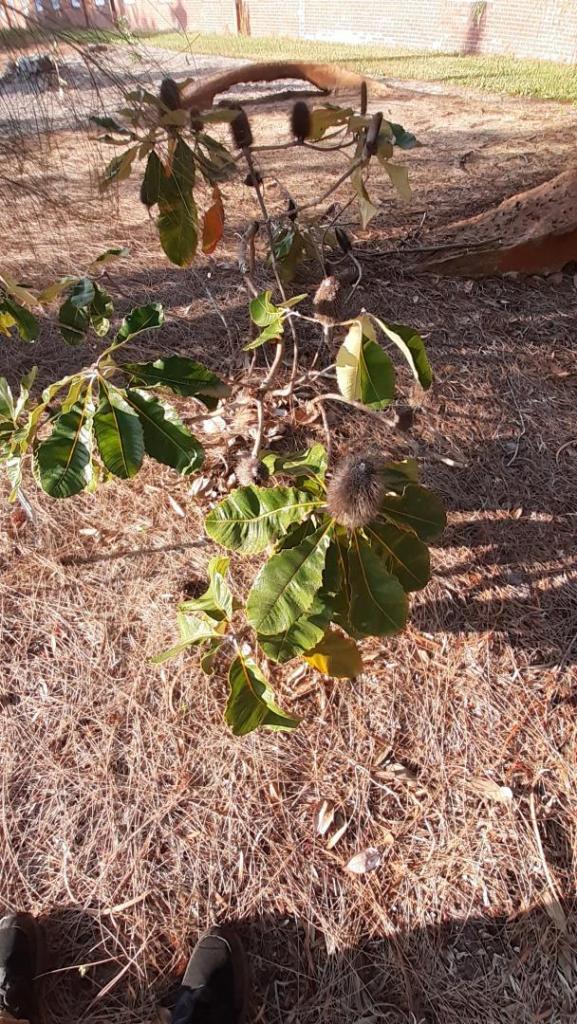 banksia.jpg