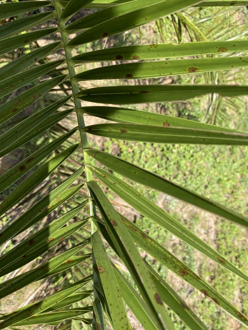 CIDP frond problems - COLD HARDY PALMS - PalmTalk