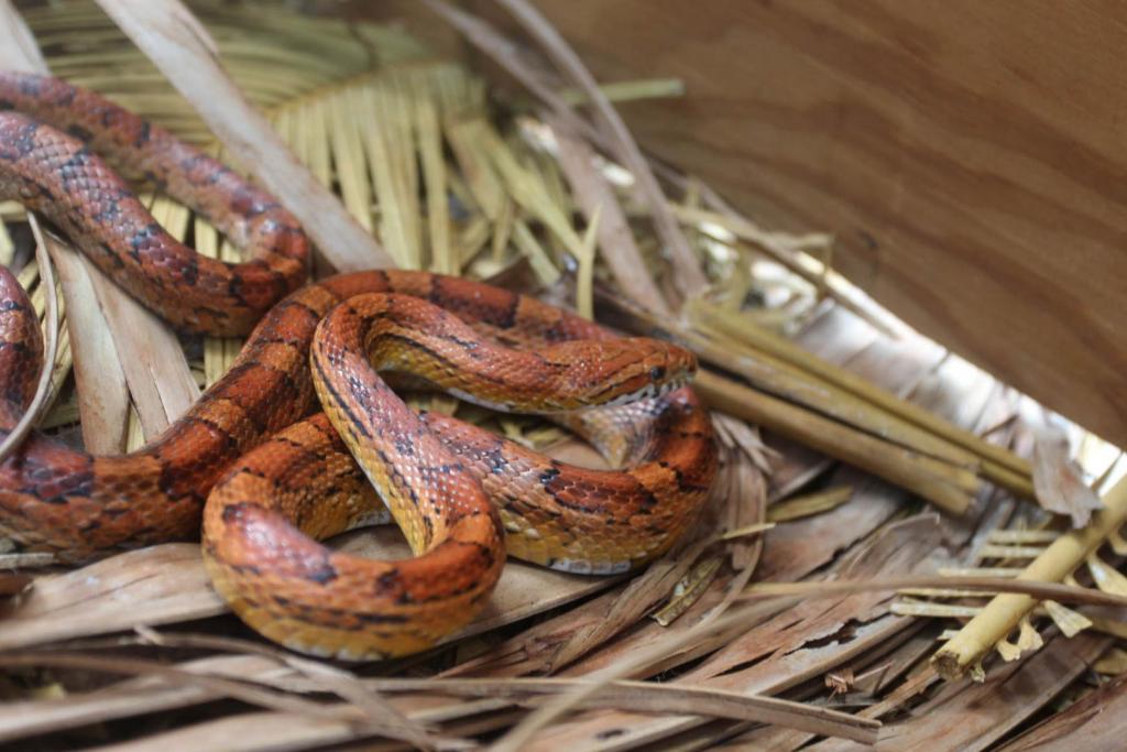 red ratsnake.jpg