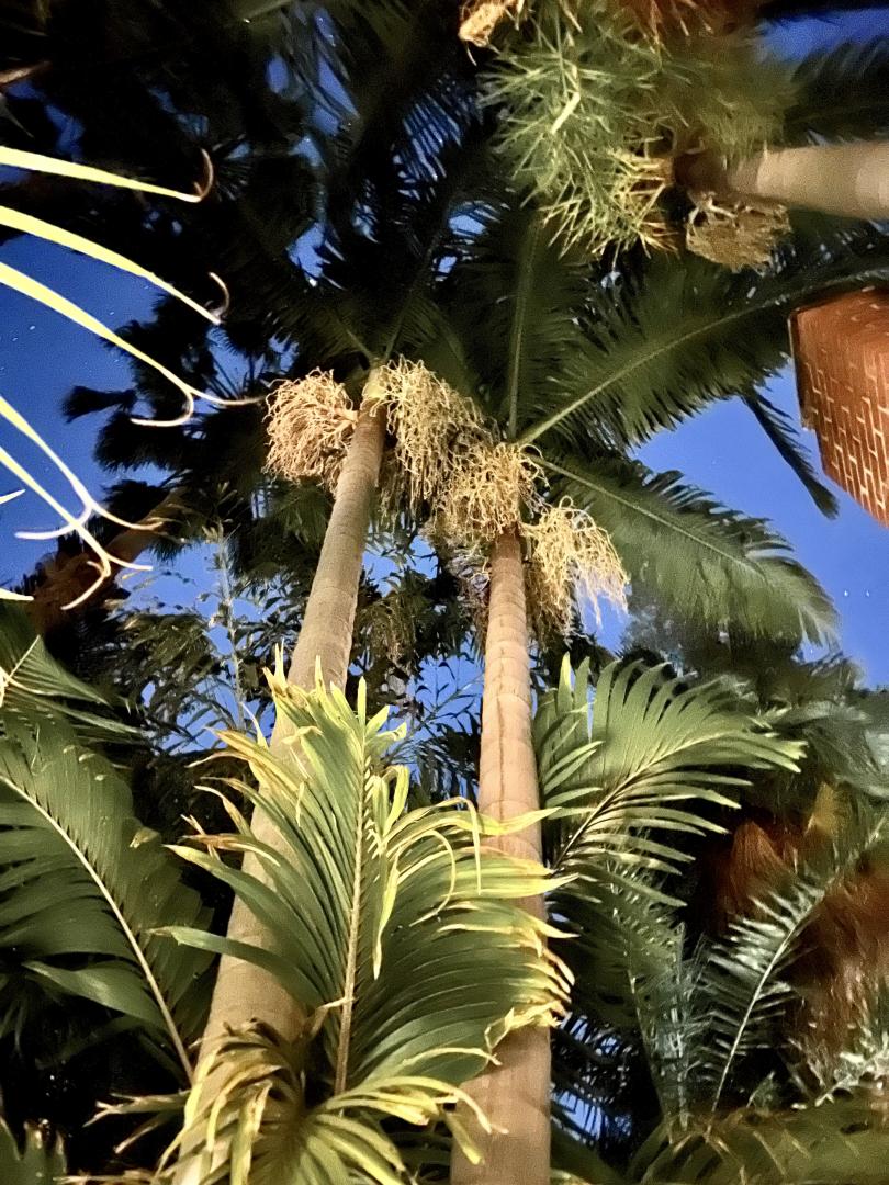 Aging palm trees signal a looming crisis for the world's