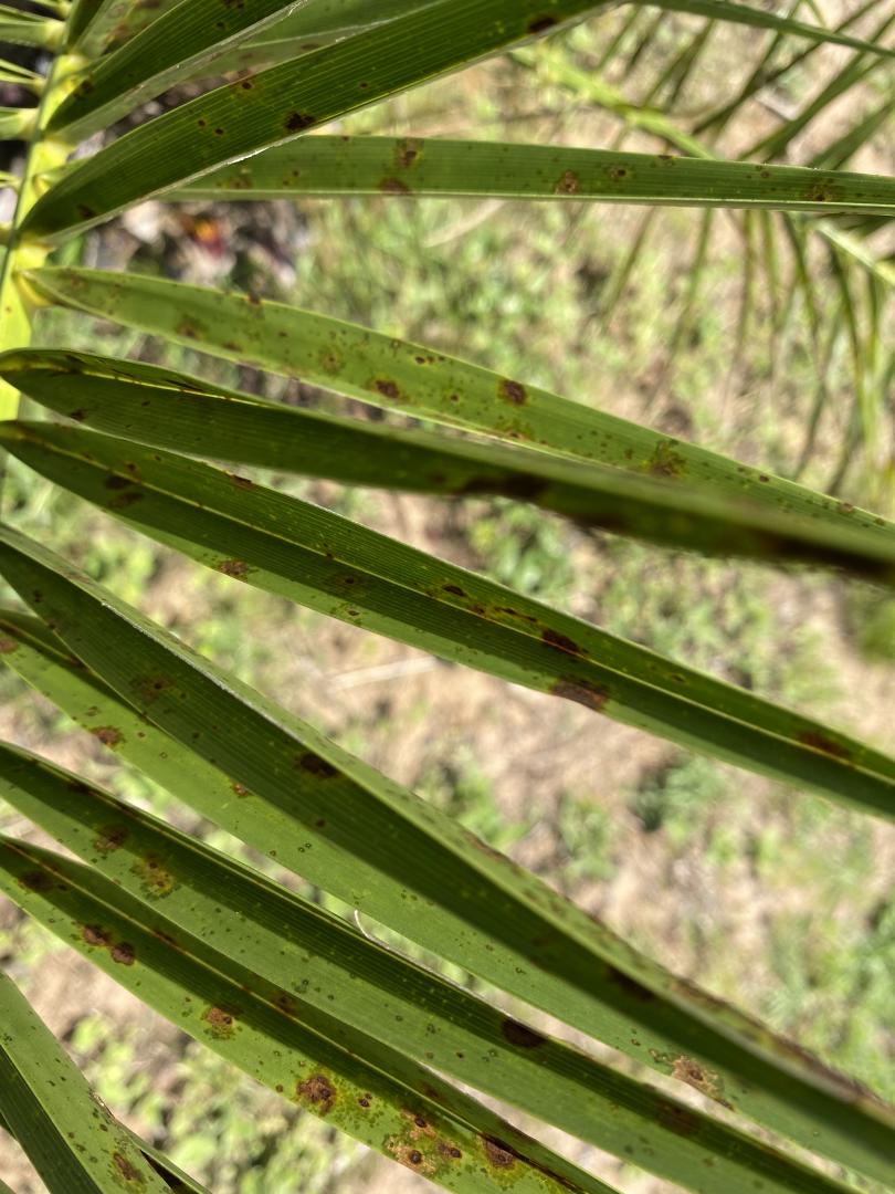 CIDP frond problems - COLD HARDY PALMS - PalmTalk