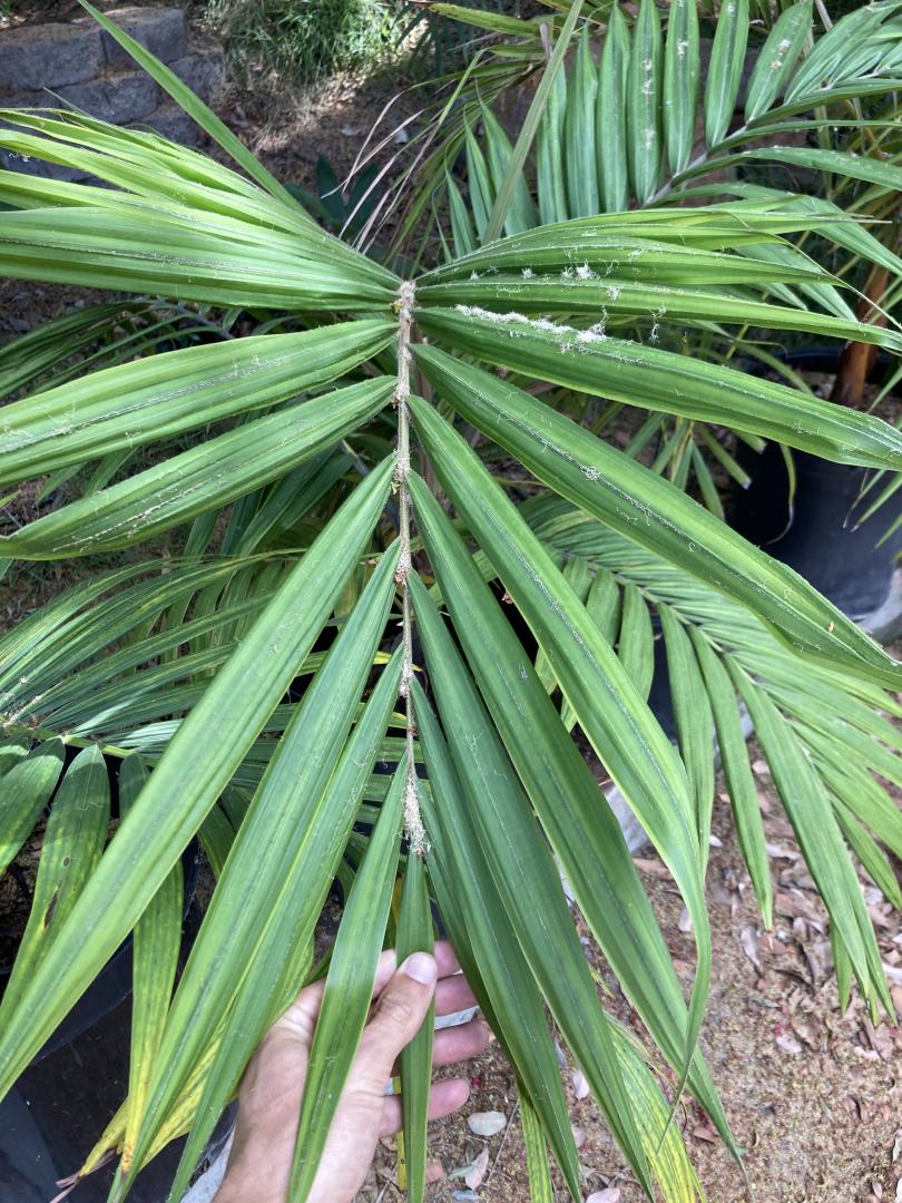 Burretiokentia hapala 15g - For Sale - PalmTalk