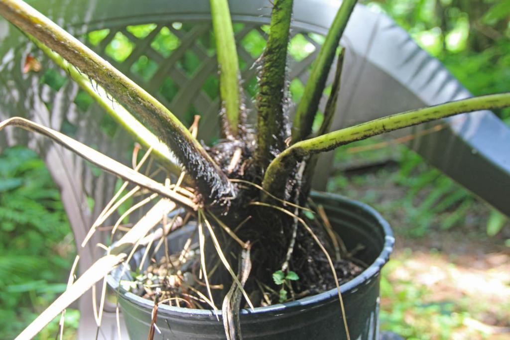 Cyathea medularis  (10).JPG