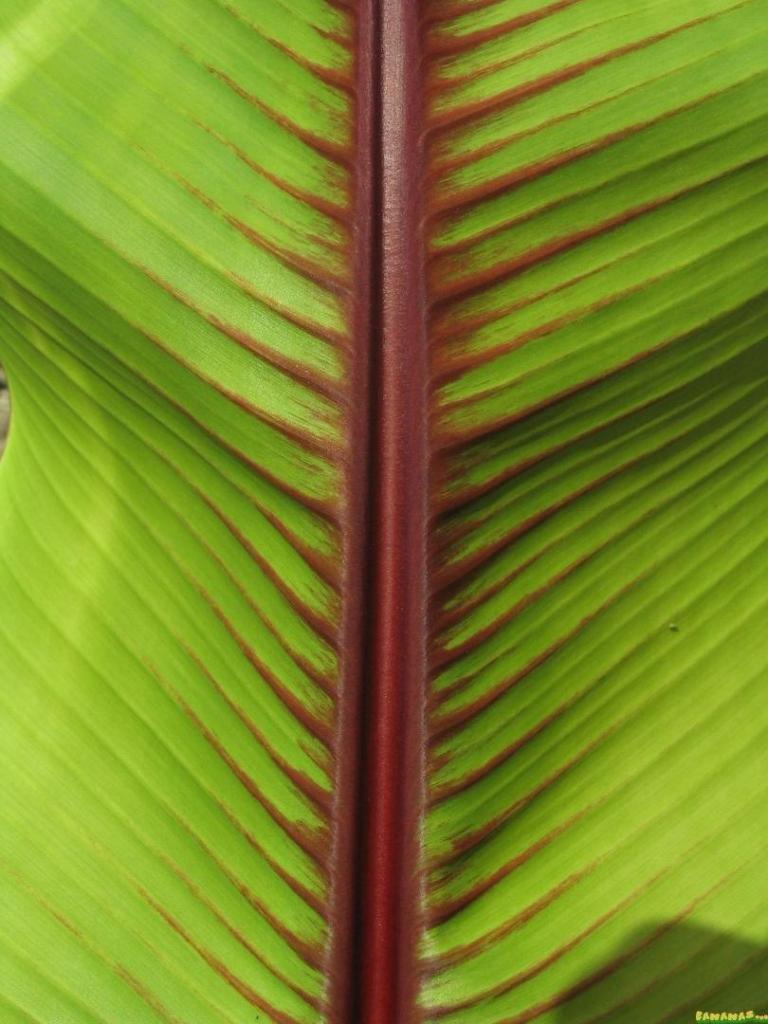 leaf detail.jpg