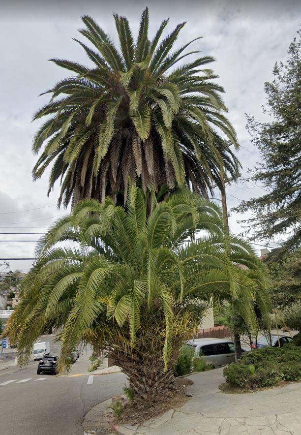 Palms of Oakland, California - DISCUSSING PALM TREES WORLDWIDE - PalmTalk