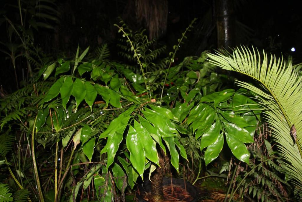 Zamia obliqua.jpg