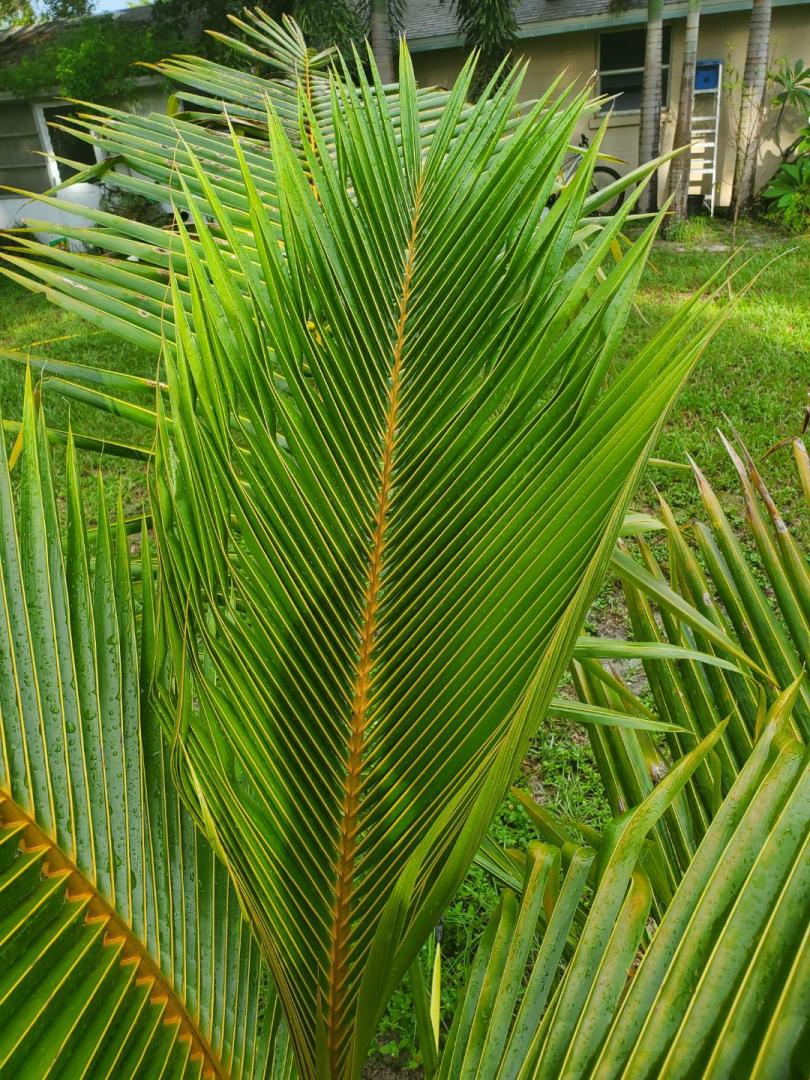 Central Florida coconut palms - DISCUSSING PALM TREES WORLDWIDE - PalmTalk