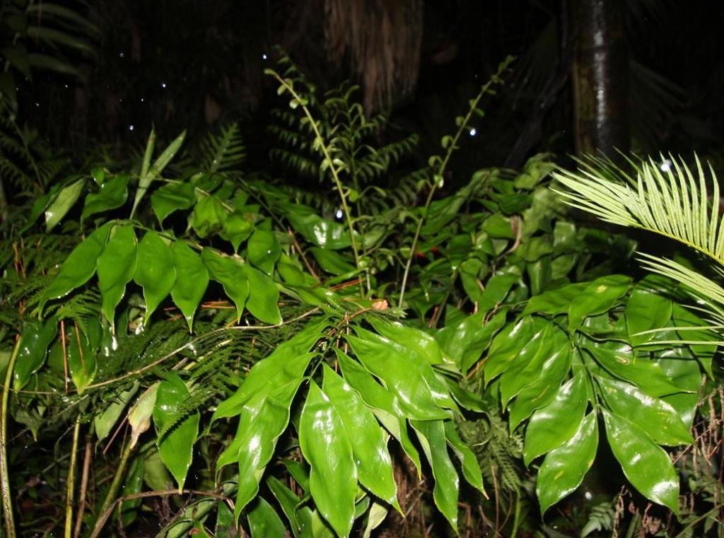 Zamia obliqua1.jpg