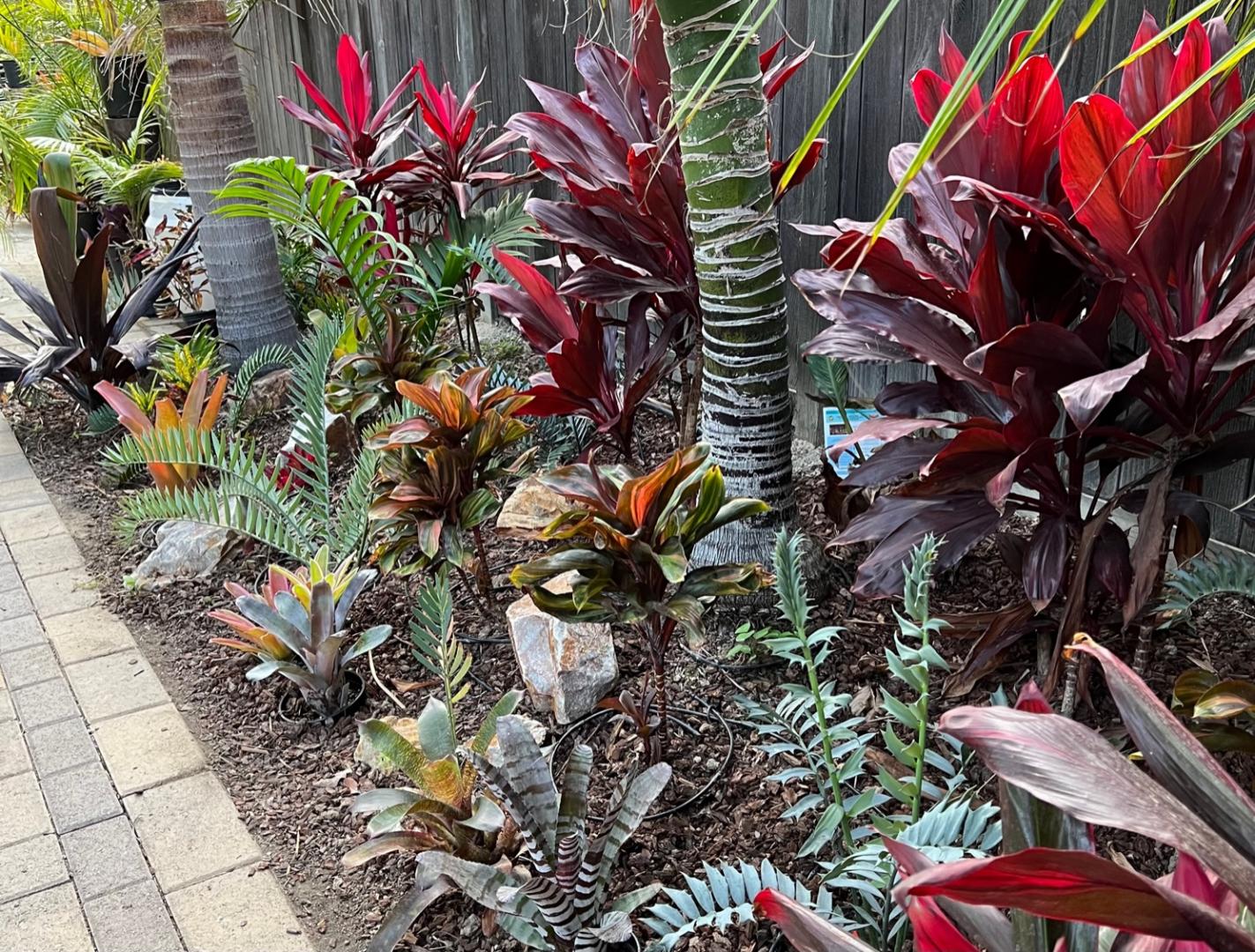 Adding Companion Plants for Color - TROPICAL LOOKING PLANTS - Other ...