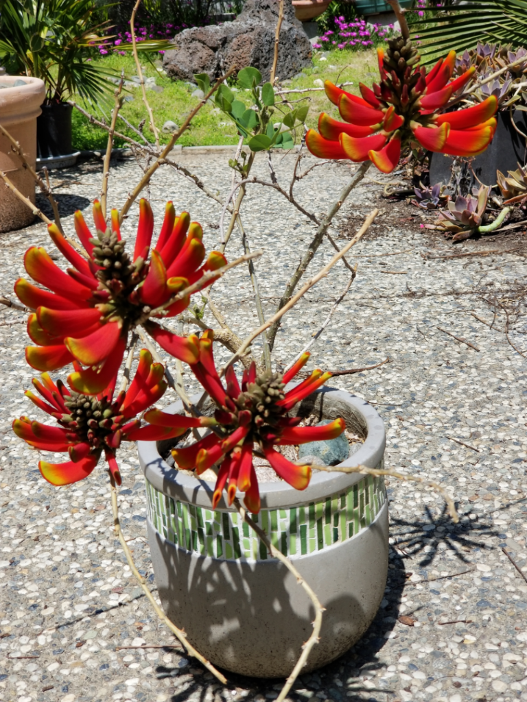 Erythrina_acanthocarpa1.png