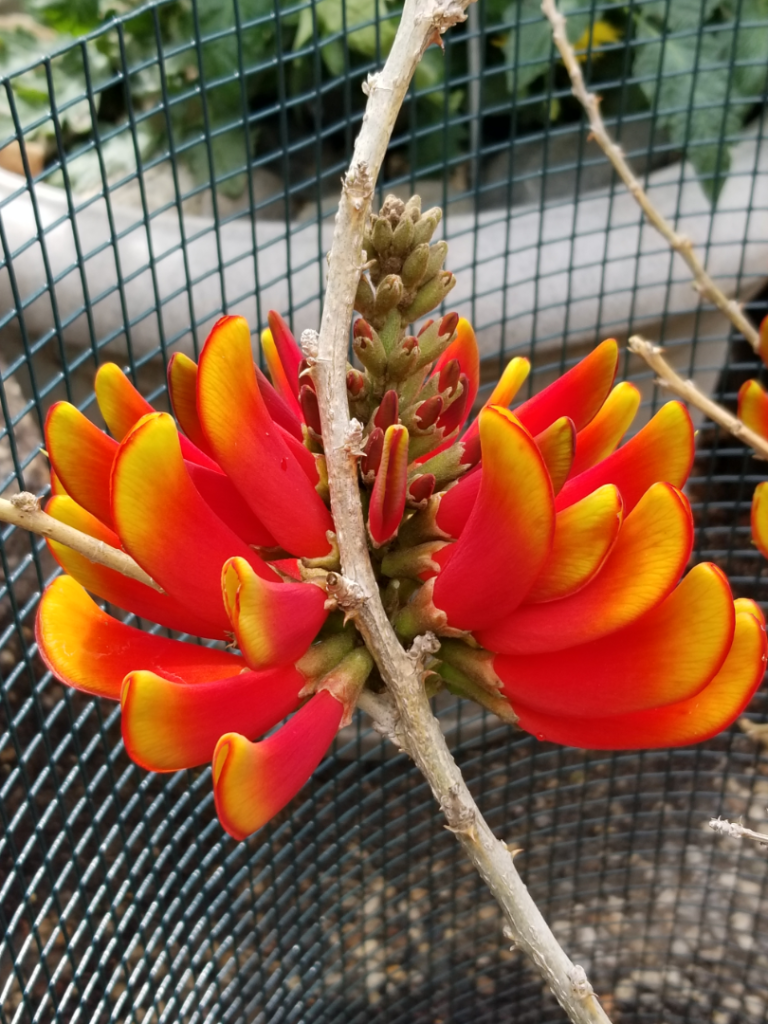 Erythrina_acanthocarpa3.png