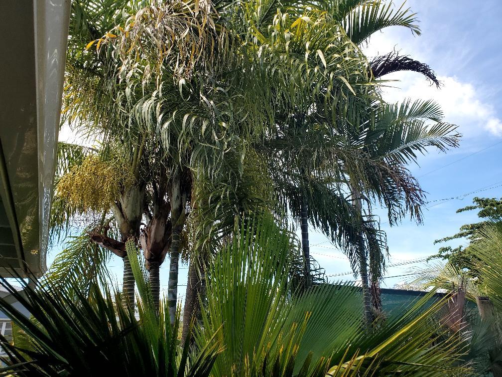 Dypsis Madagascariensis type or hybrid? - DISCUSSING PALM TREES ...