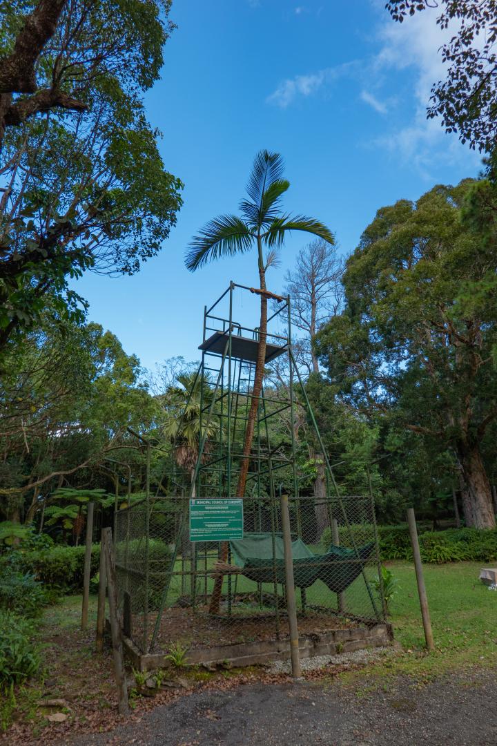 Hyophorbe amaricaulis in Mauritius - DISCUSSING PALM TREES WORLDWIDE ...