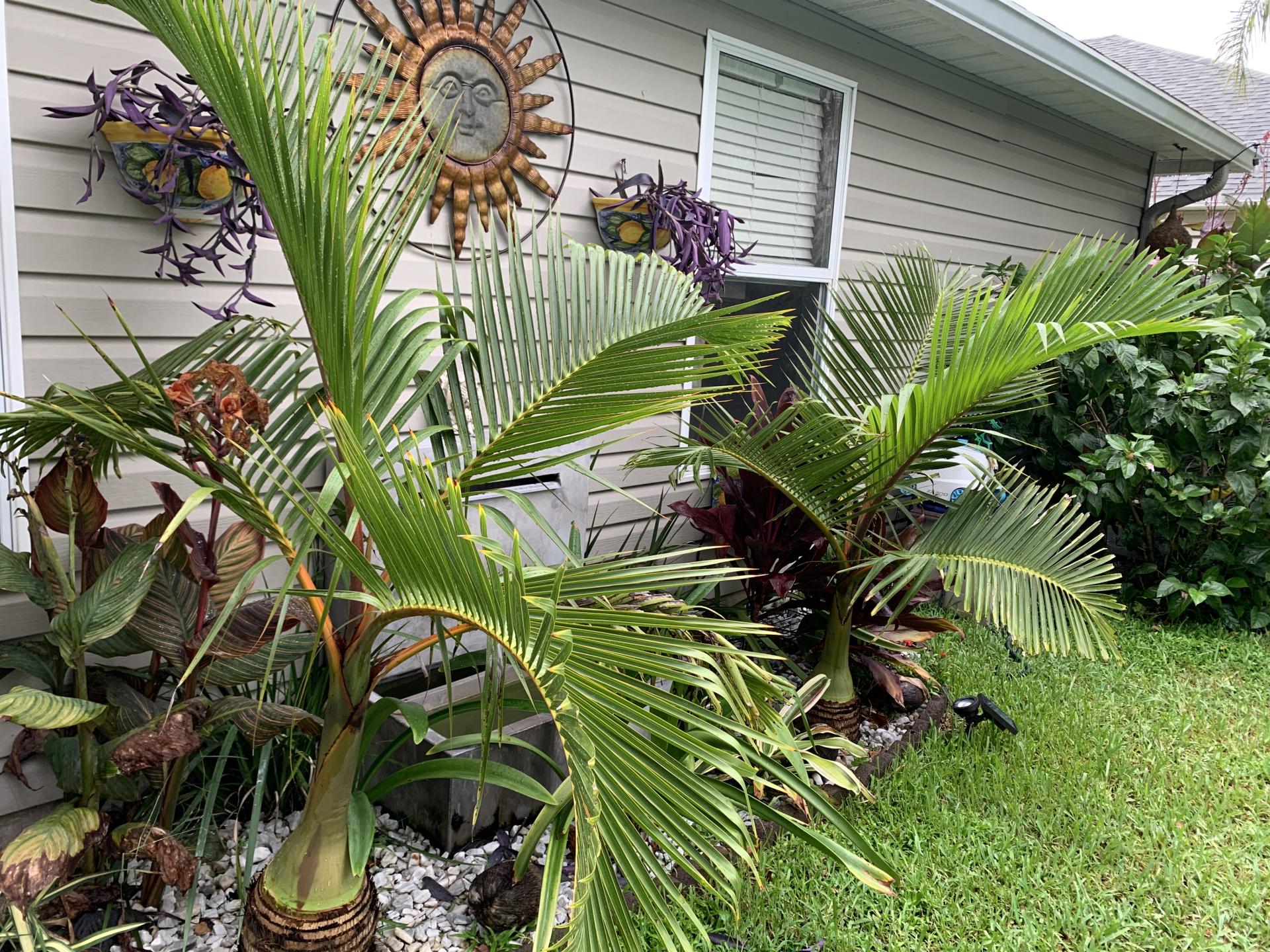 Palms For New Orleans (9a/9b) - COLD HARDY PALMS - PalmTalk