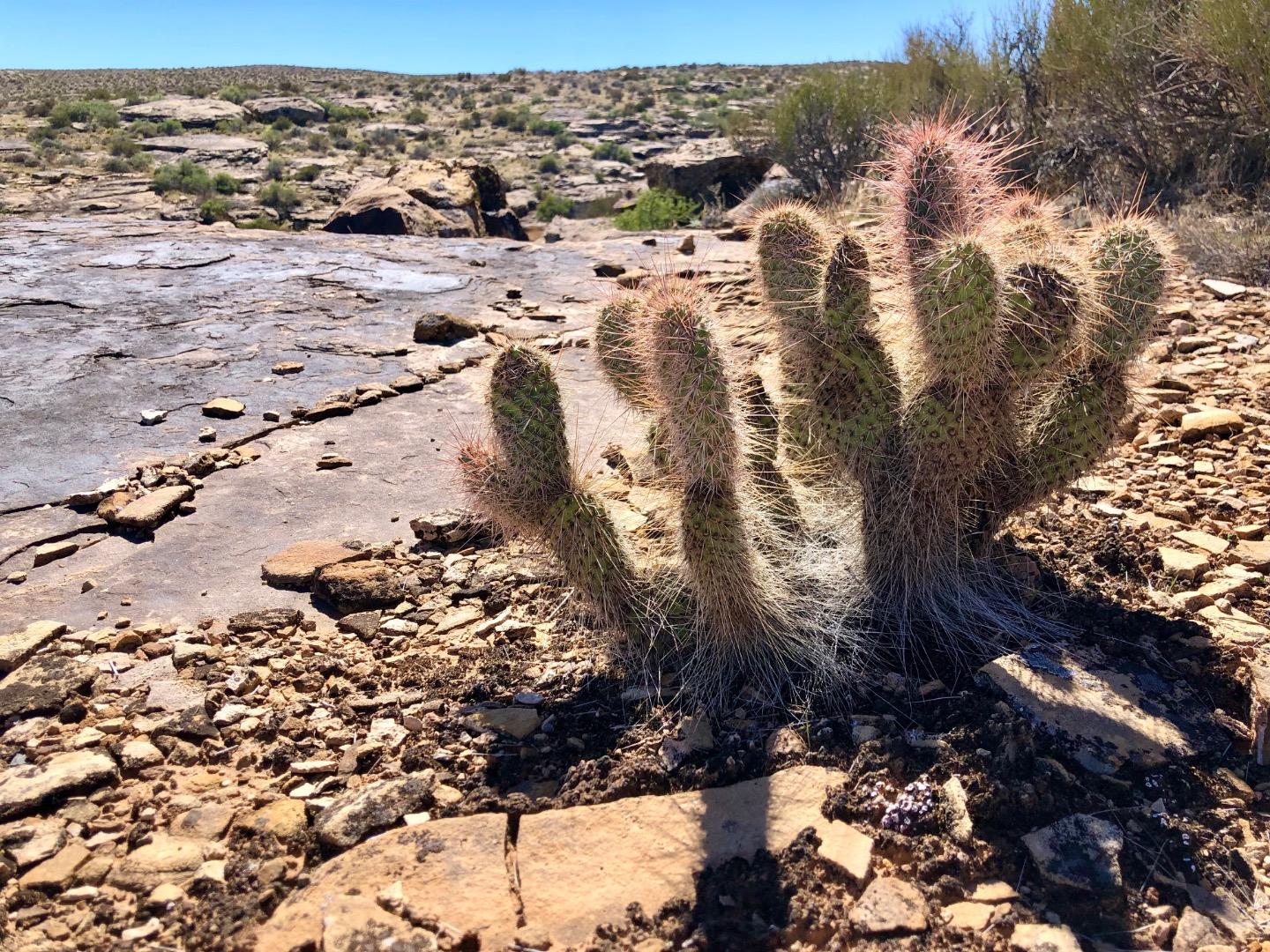 N Mojave flora OHANA NUI OFF TOPIC SUB FORUM PalmTalk